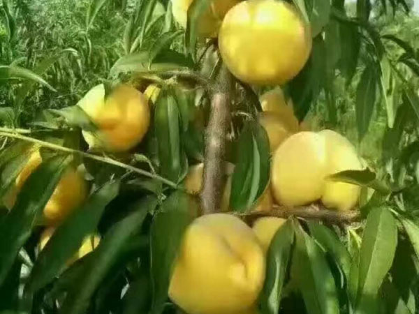 锦绣黄桃