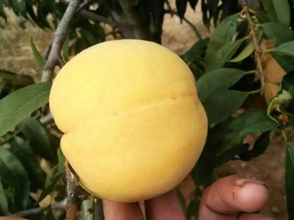 锦绣黄桃