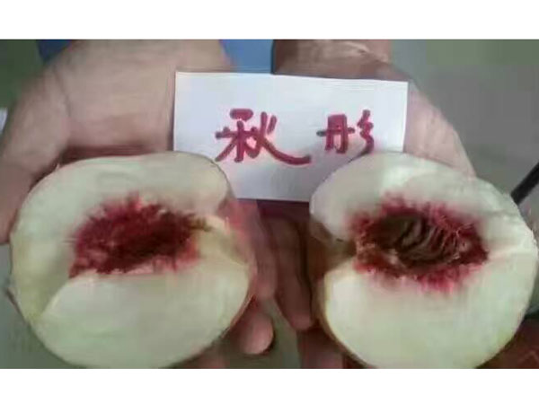 秋彤桃