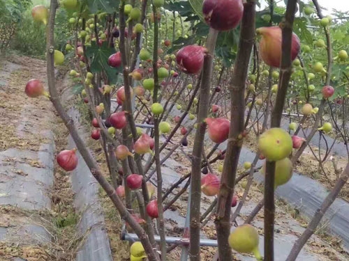 无花果基地